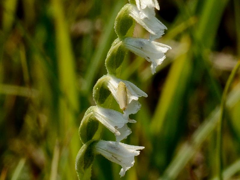 Spiranthes aestivalis