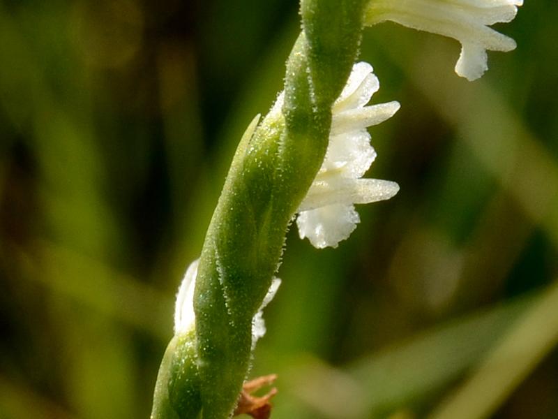 Spiranthes aestivalis