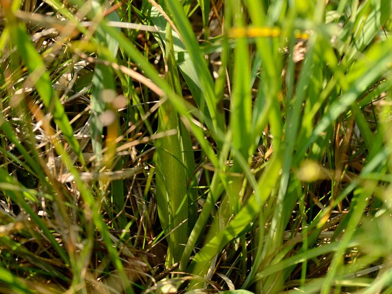 Spiranthes aestivalis