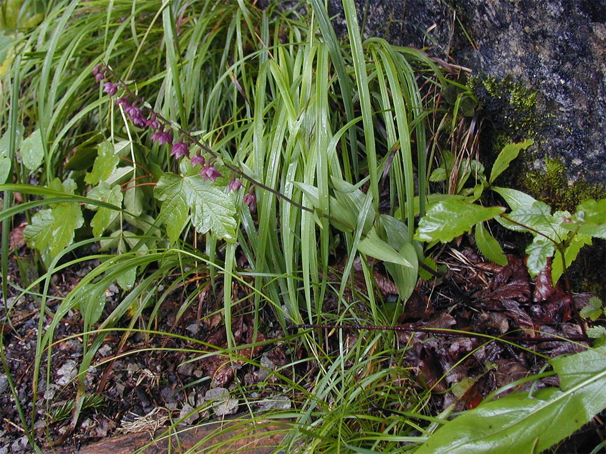 Epipactis atrorubens