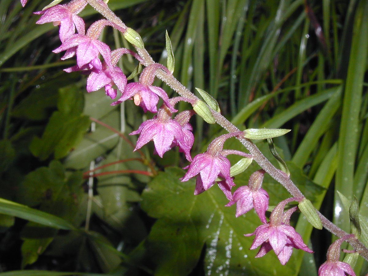 Epipactis atrorubens