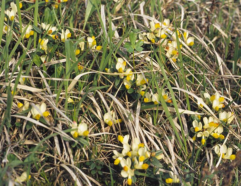 Polygala chamaebuxus