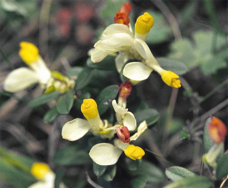 Polygala chamaebuxus