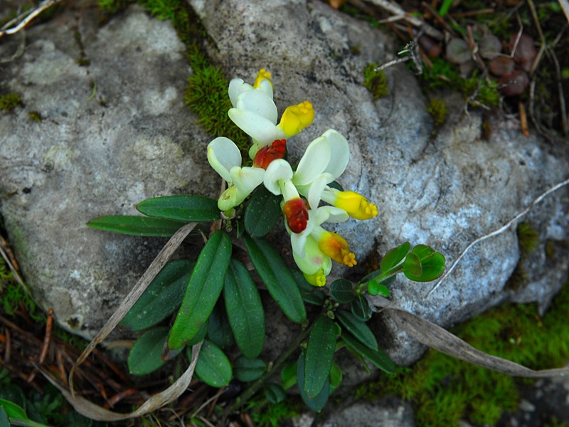 Polygala chamaebuxus