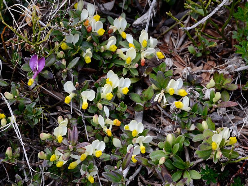 Polygala chamaebuxus