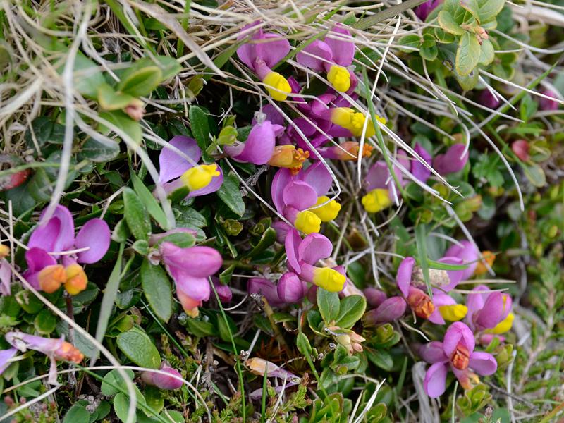 Polygala chamaebuxus