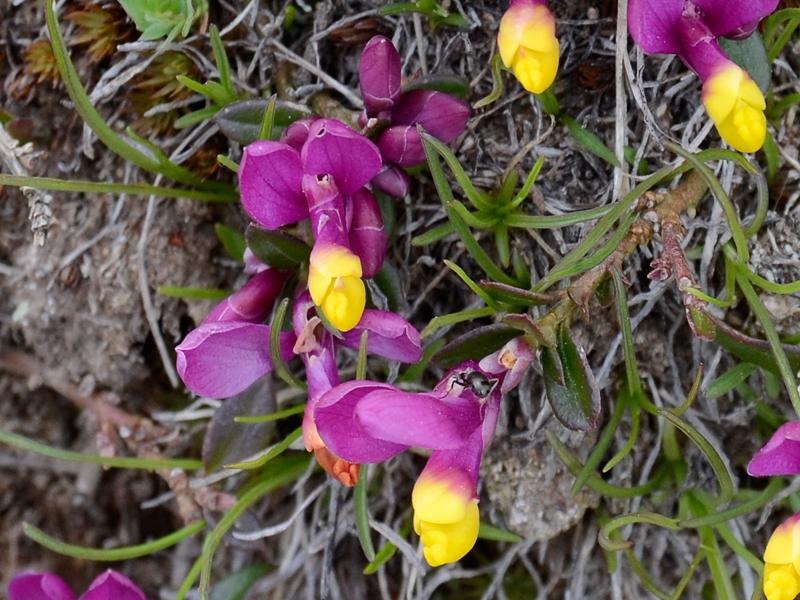 Polygala chamaebuxus