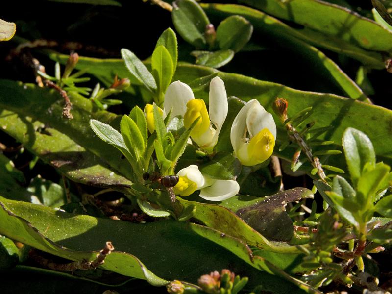 Polygala chamaebuxus