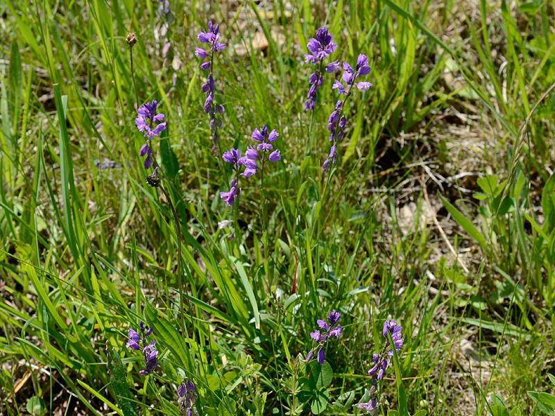 Polygala vulgaris