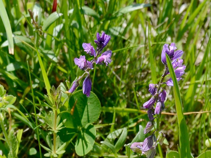 Polygala vulgaris