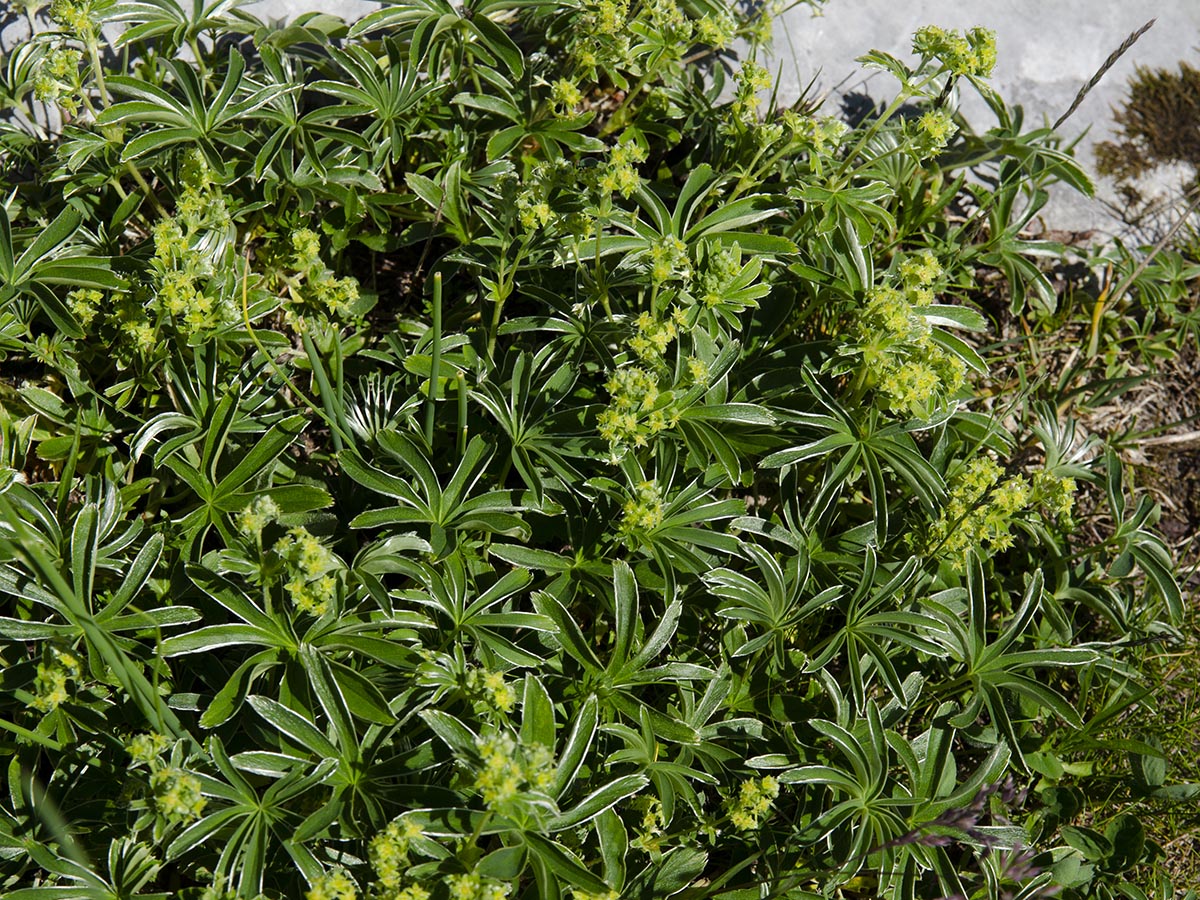 Alchemilla anisiaca