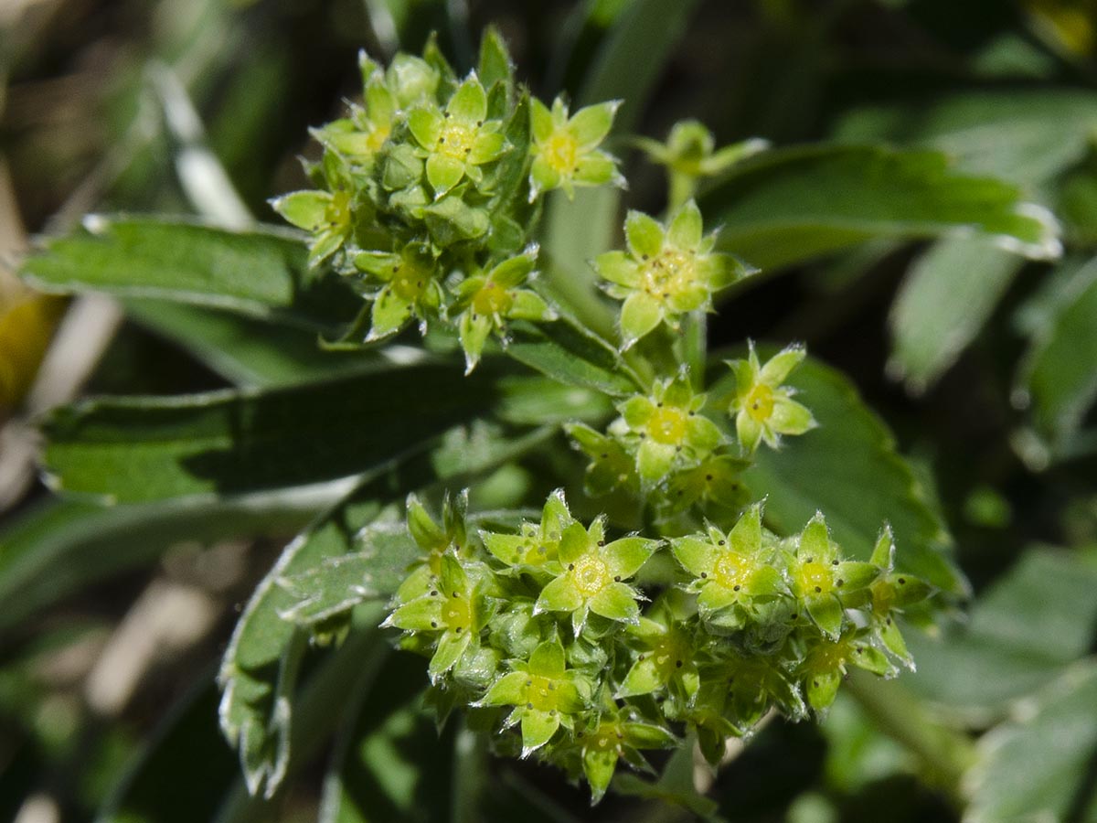 Alchemilla anisiaca