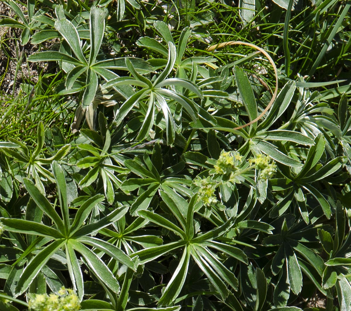 Alchemilla anisiaca