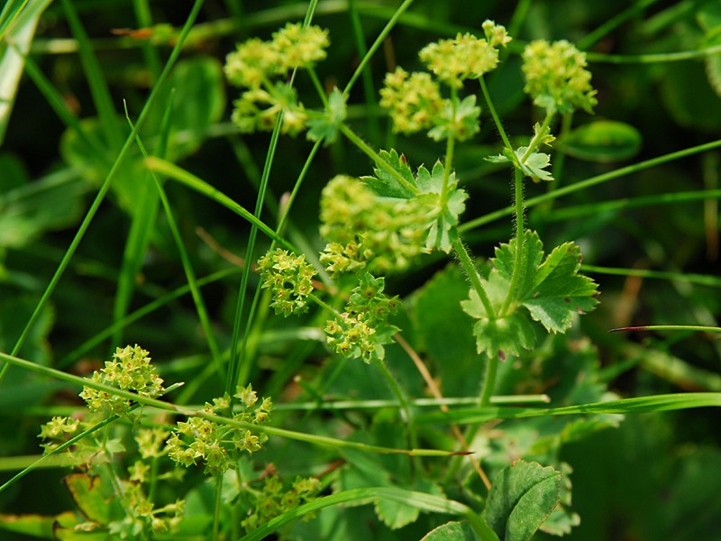 Alchemilla sp.