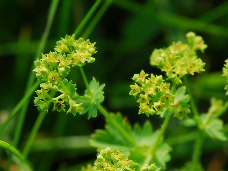 Alchemilla sp.