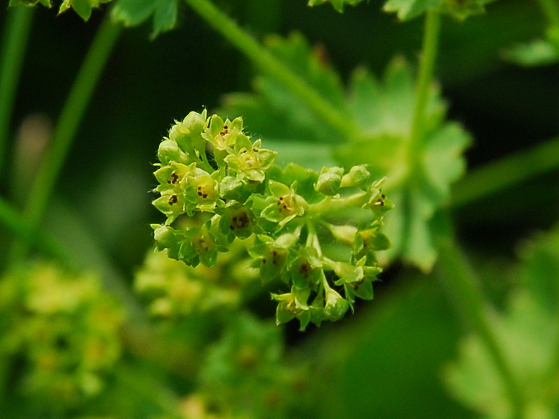 Alchemilla sp.