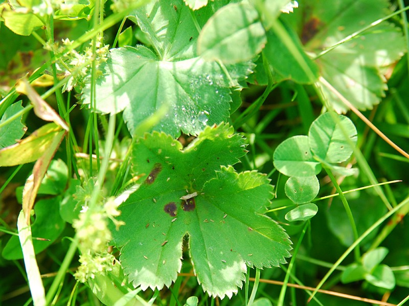 Alchemilla sp.