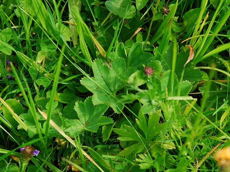 Alchemilla sp.