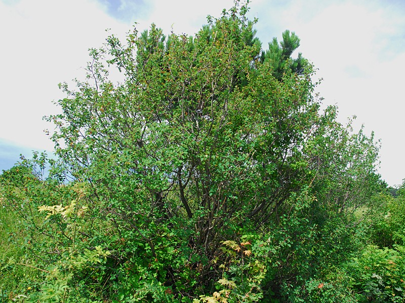 Amelanchier ovalis