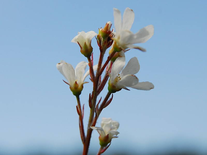 Amelanchier ovalis