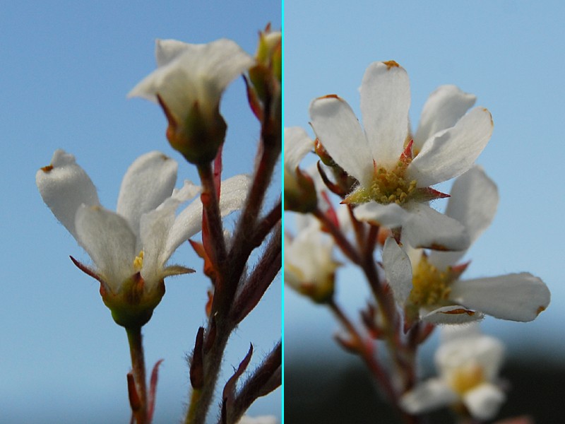 Amelanchier ovalis