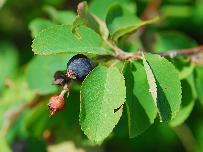 Amelanchier ovalis