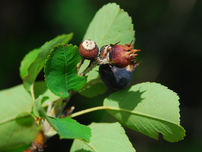 Amelanchier ovalis