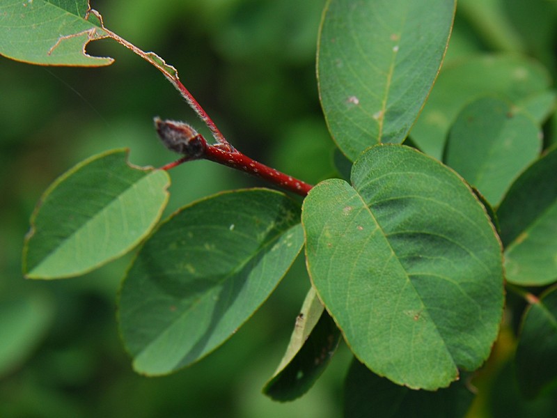 Amelanchier ovalis