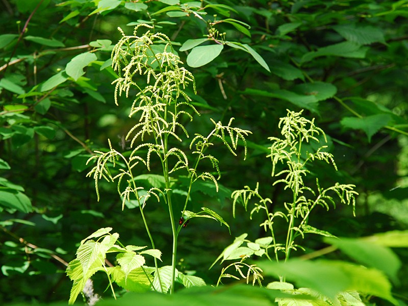 Aruncus sylvestris