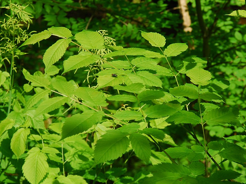 Aruncus sylvestris