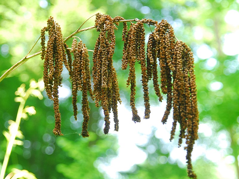 Aruncus sylvestris