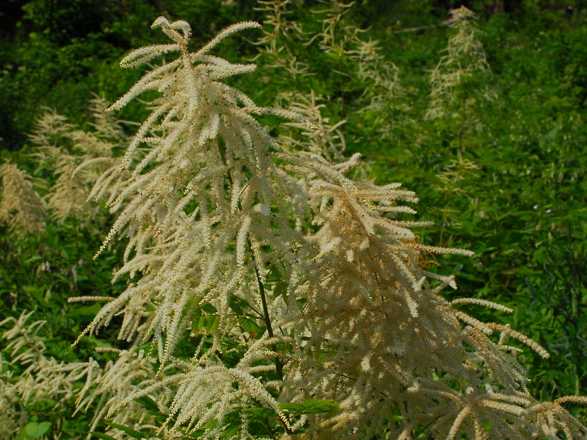 Aruncus sylvestris