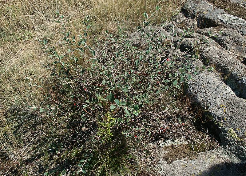 Cotoneaster integerrimus