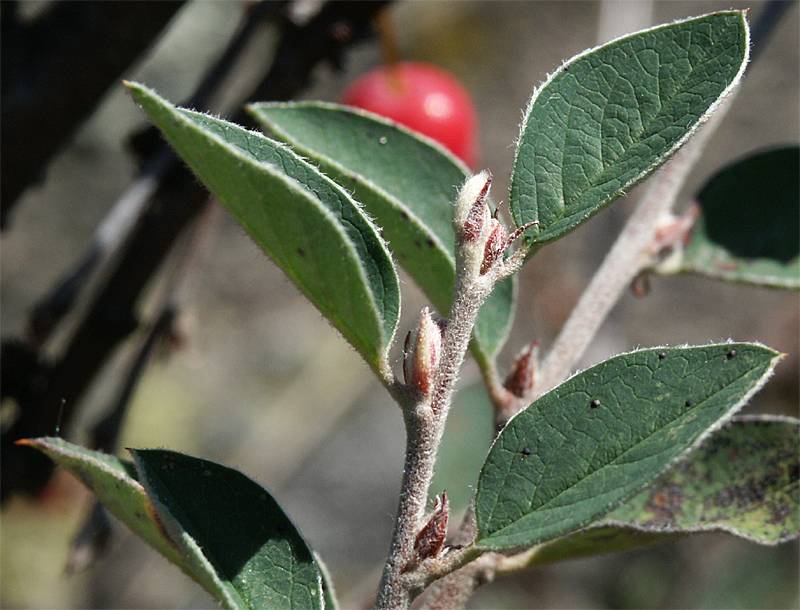 Cotoneaster integerrimus