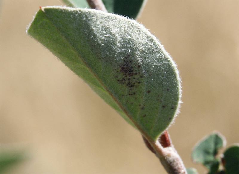 Cotoneaster integerrimus