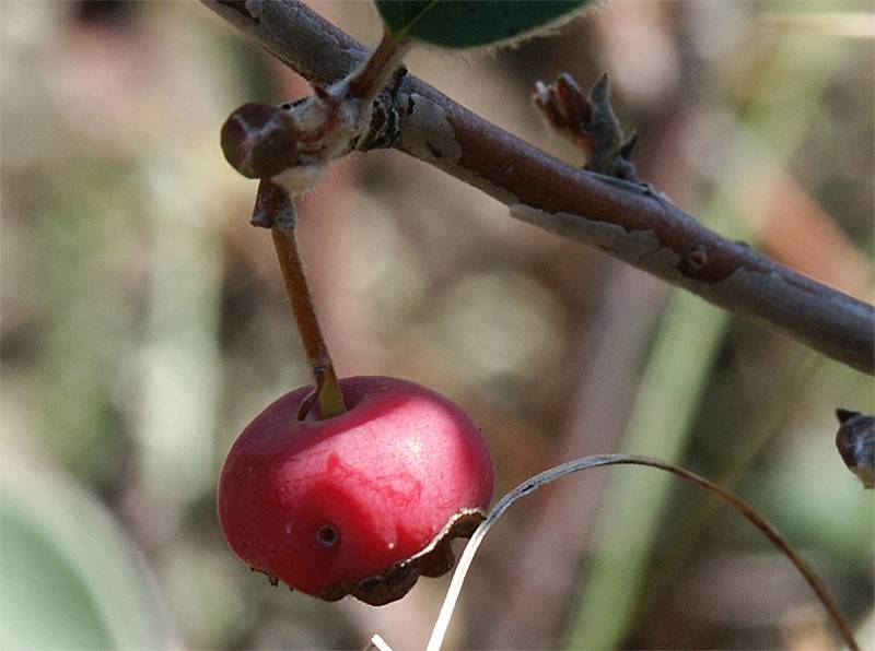 Cotoneaster integerrimus