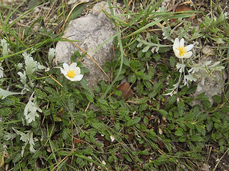 Dryas octopetala