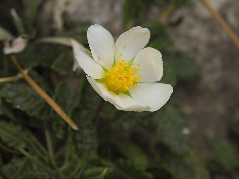 Dryas octopetala