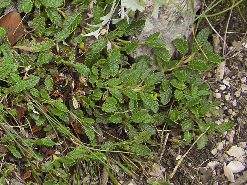 Dryas octopetala