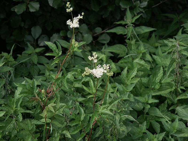 Filipendula ulmaria