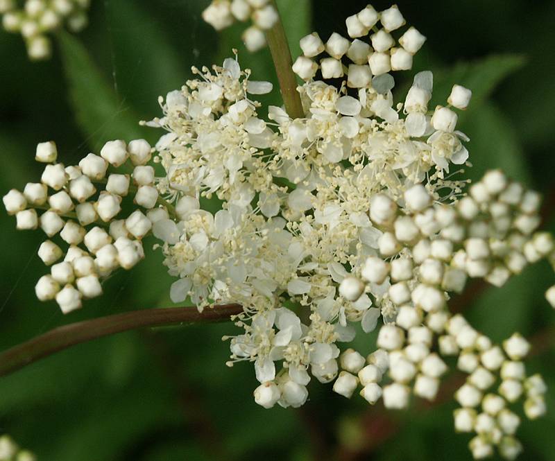 Filipendula ulmaria