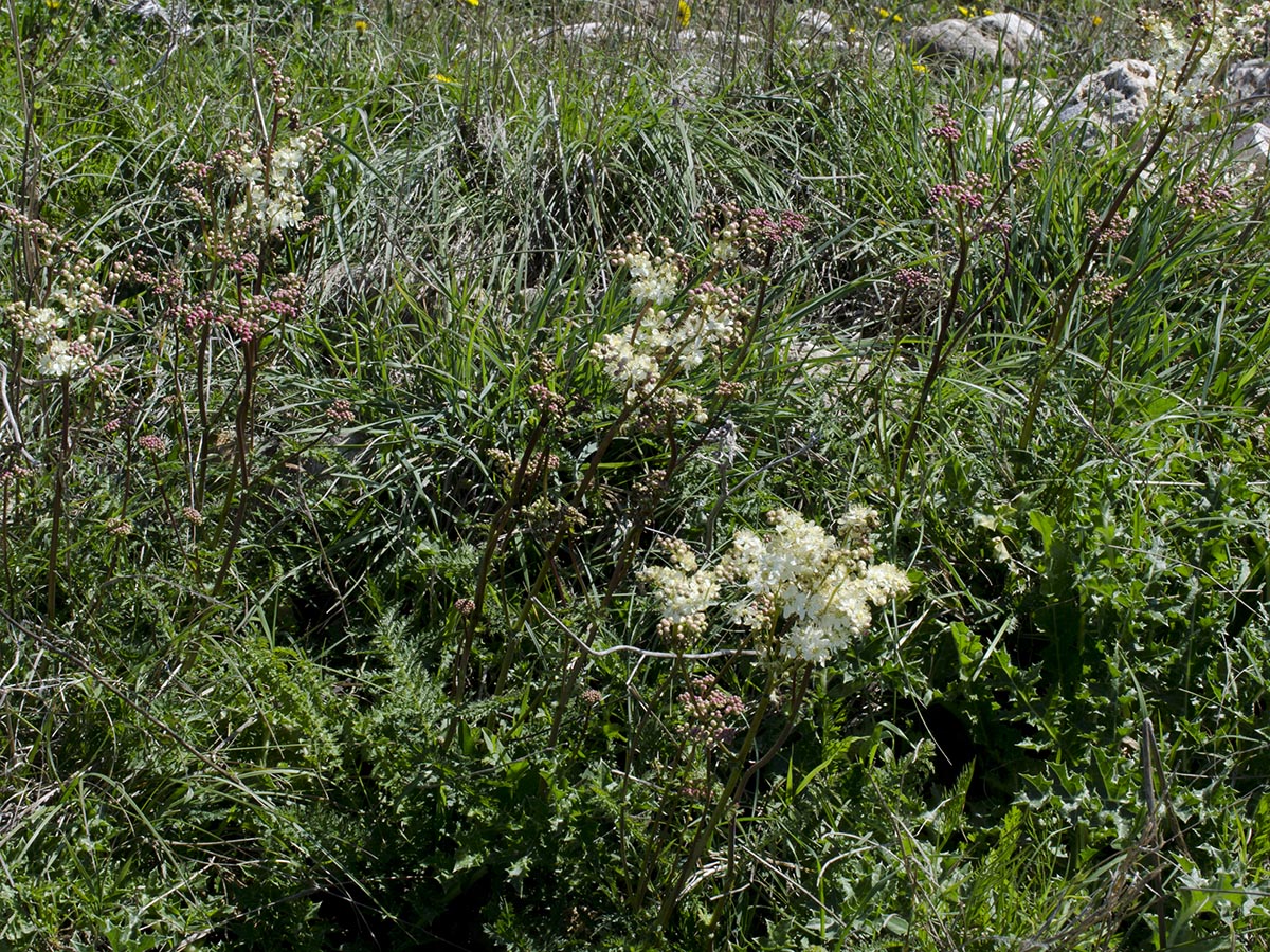 Filipendula vulgaris