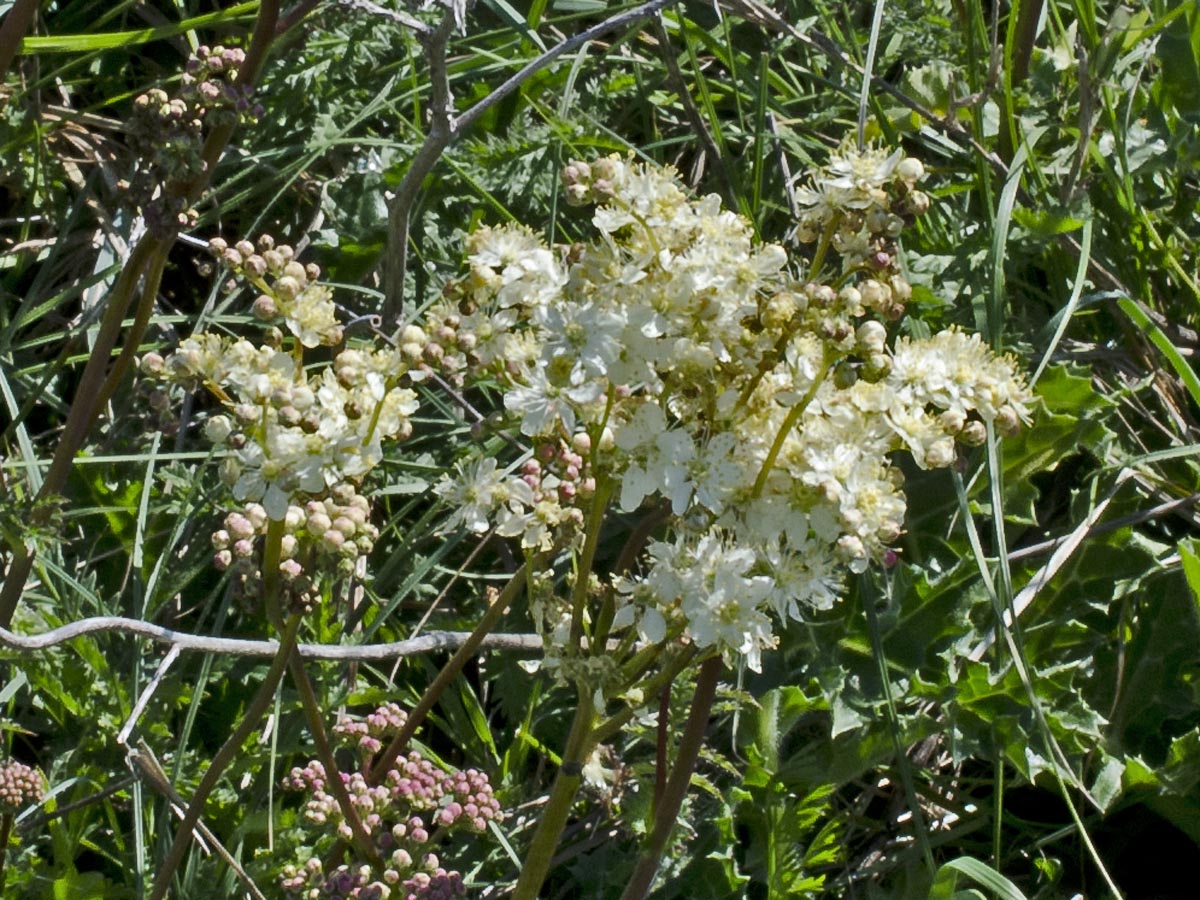 Filipendula vulgaris