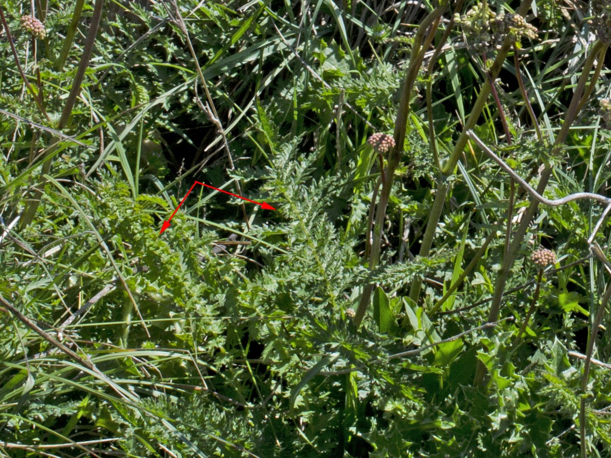 Filipendula vulgaris