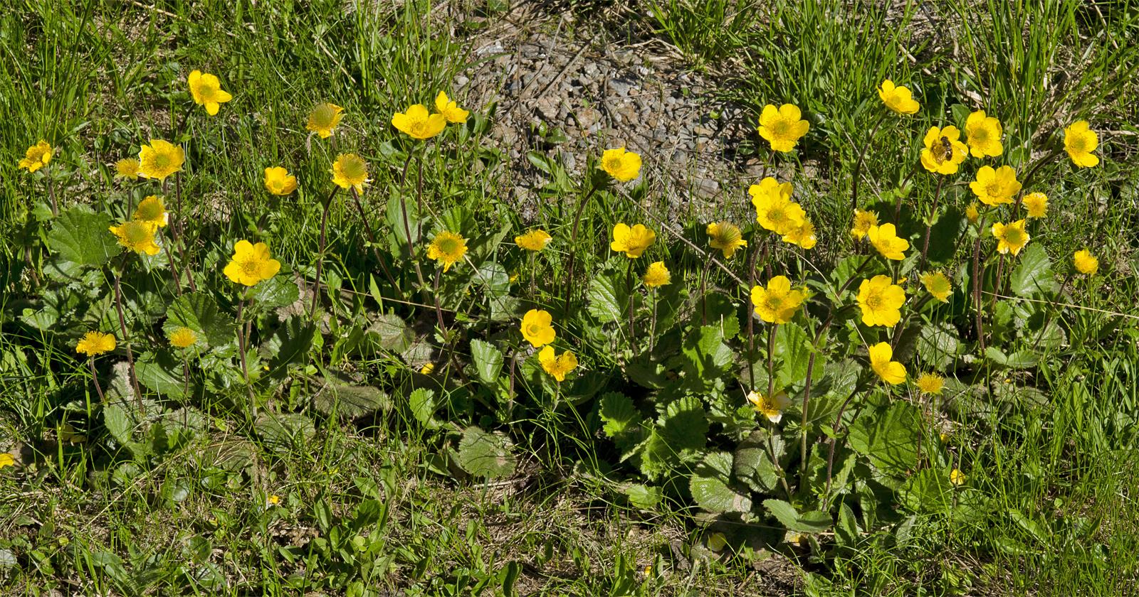 Geum montanum