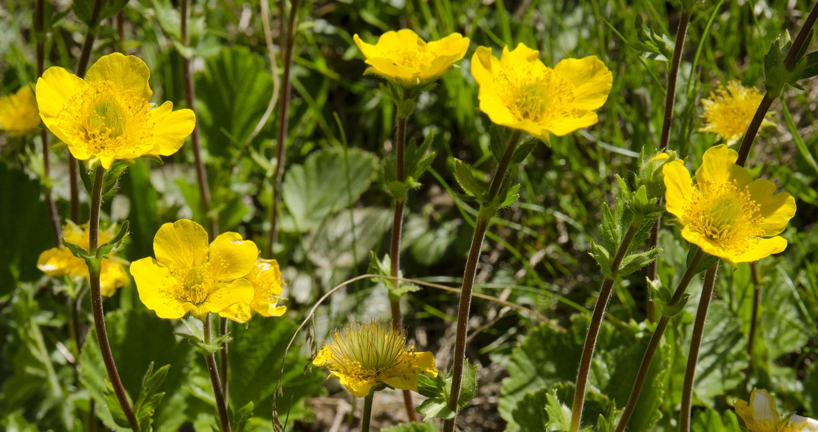 Geum montanum