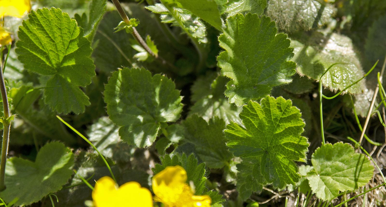 Geum montanum