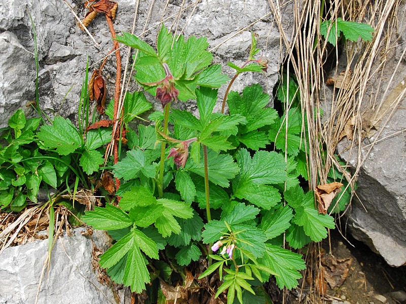 Geum rivale