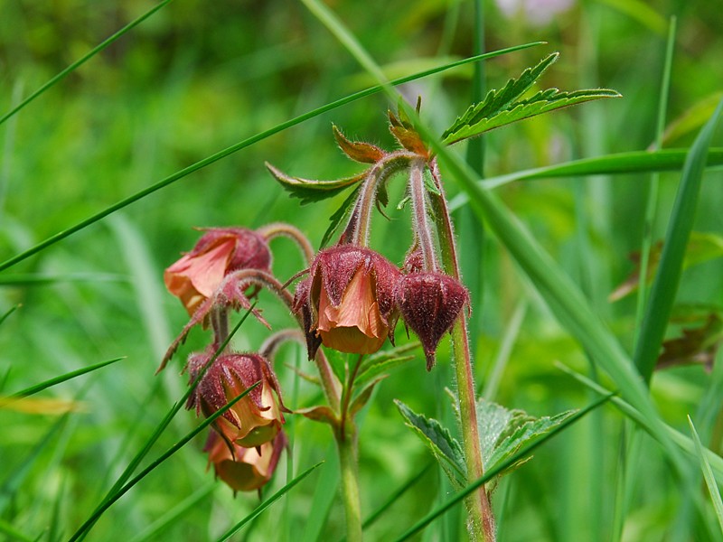 Geum rivale