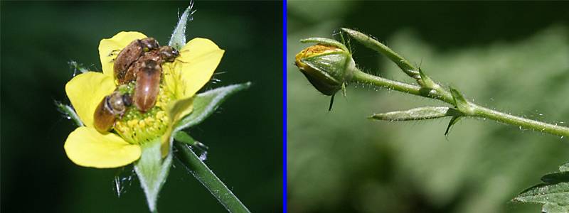 Geum urbanum